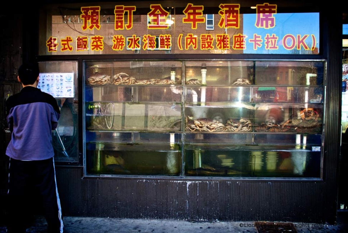 http://www.herpeton.fr/files/gimgs/th-10_28_nyc.jpg