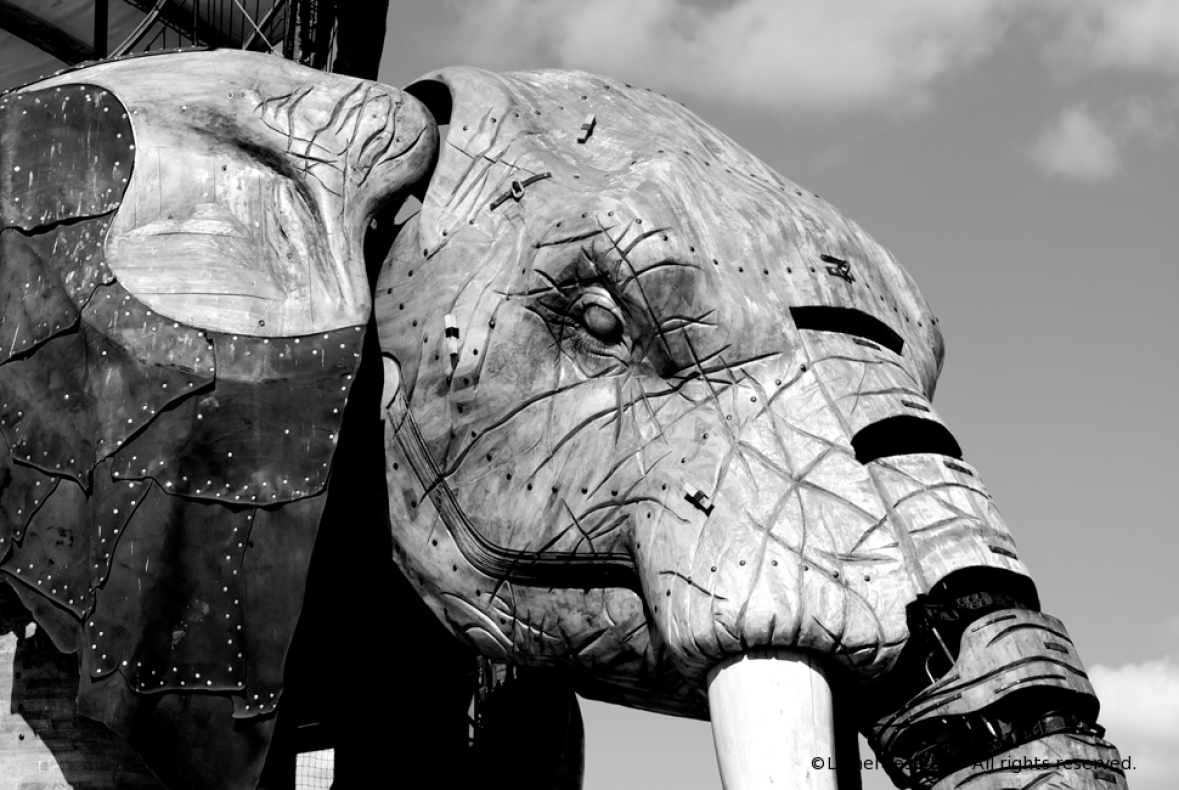 http://www.herpeton.fr/files/gimgs/th-7_16_meca-elephant-copie.jpg