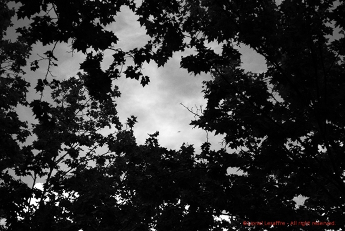 http://www.herpeton.fr/files/gimgs/th-7_16_final-trees.jpg