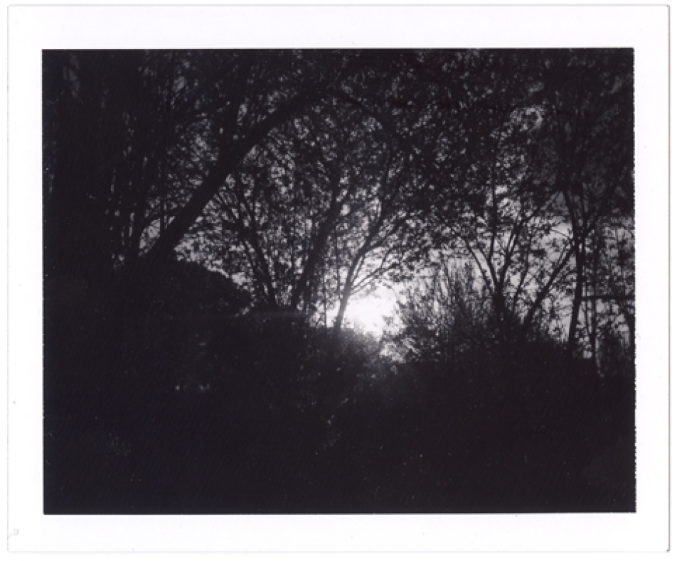http://www.herpeton.fr/files/gimgs/th-8_3_sunday-evening_v2.jpg