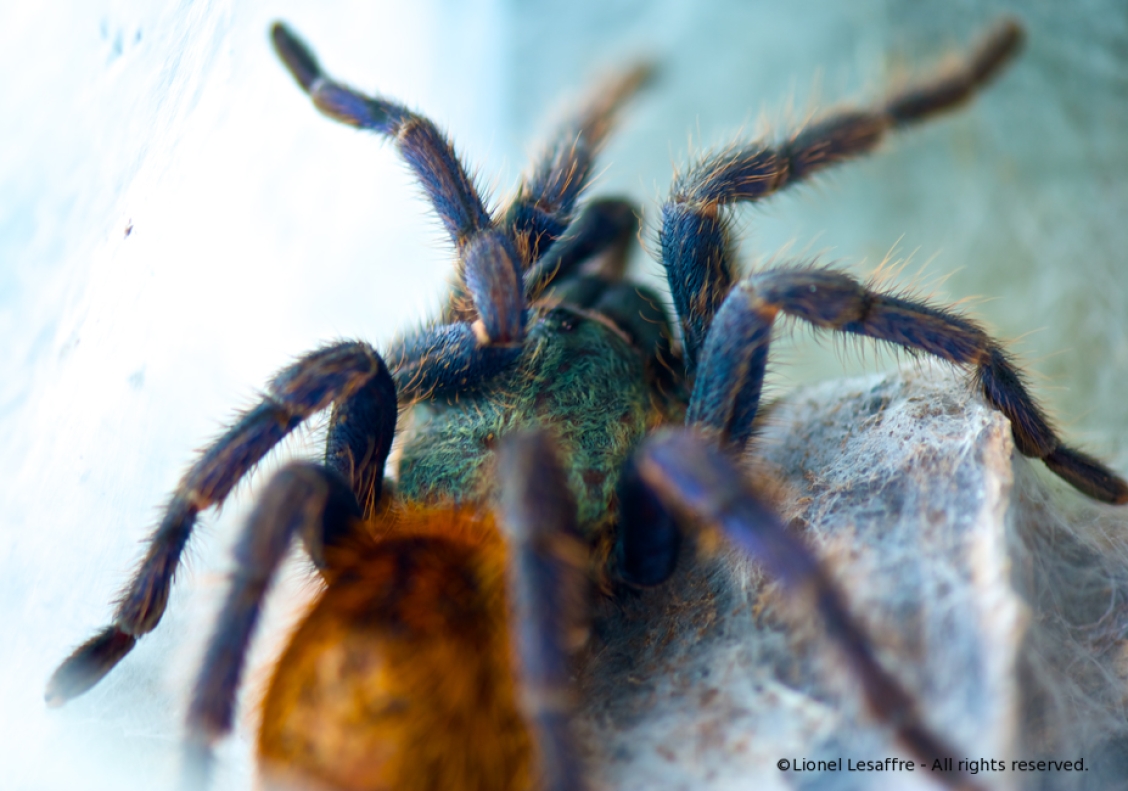 http://www.herpeton.fr/files/gimgs/th-2_20_dsc4509---version-3.jpg