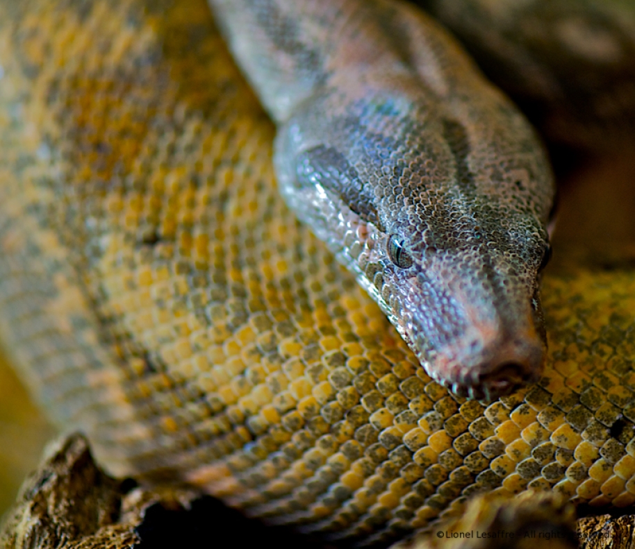 http://www.herpeton.fr/files/gimgs/th-2_19_dsc4876---version-3.jpg