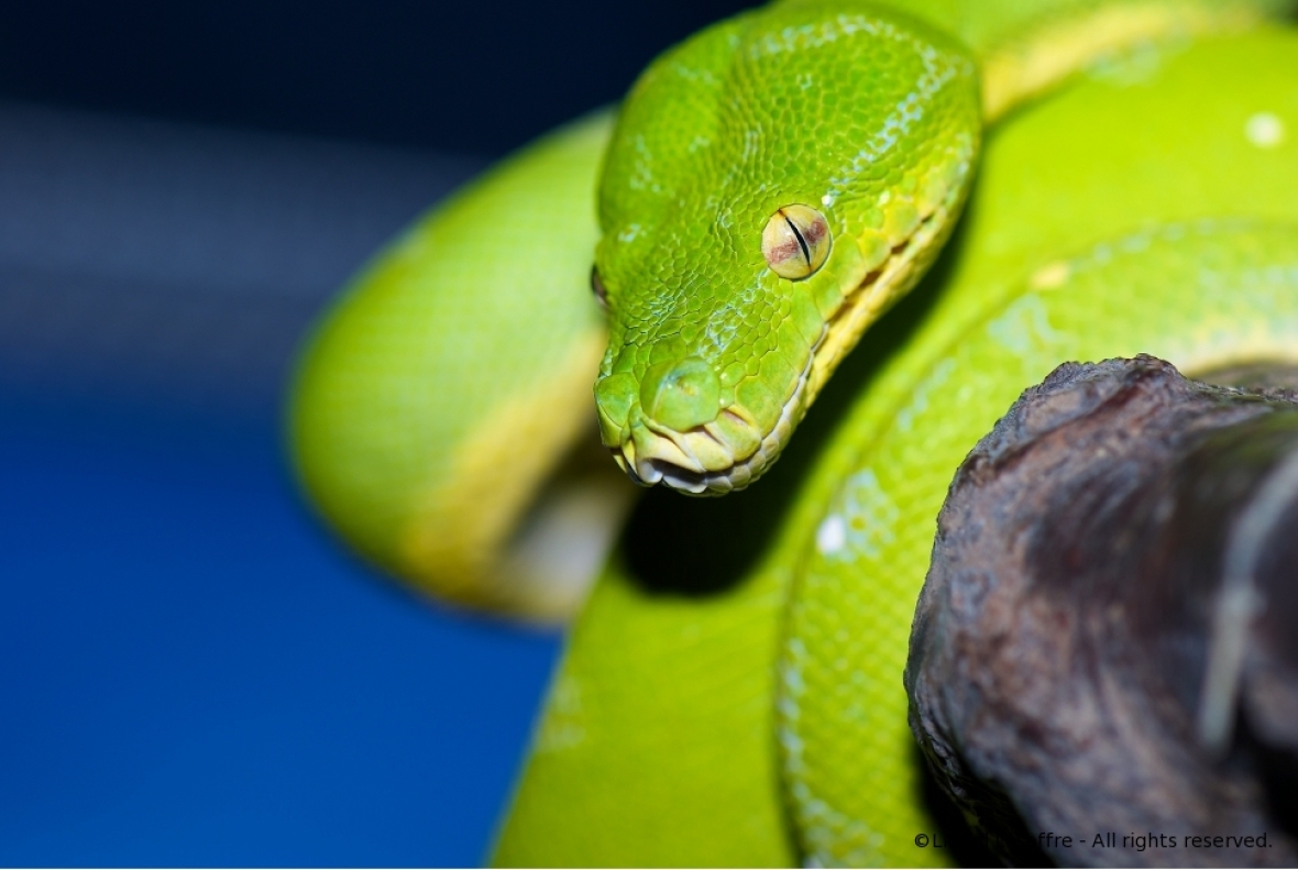 http://www.herpeton.fr/files/gimgs/th-2_9_moreilia1.jpg