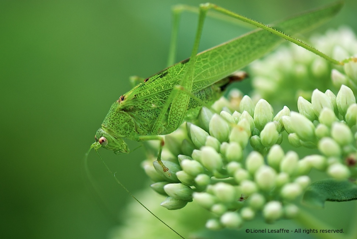 http://www.herpeton.fr/files/gimgs/th-2_20_tettigonia-viridissima-larve_v2.jpg