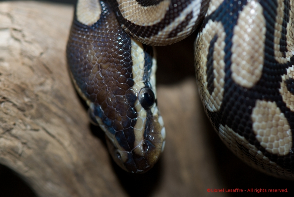 http://www.herpeton.fr/files/gimgs/th-2_9_royal1.jpg