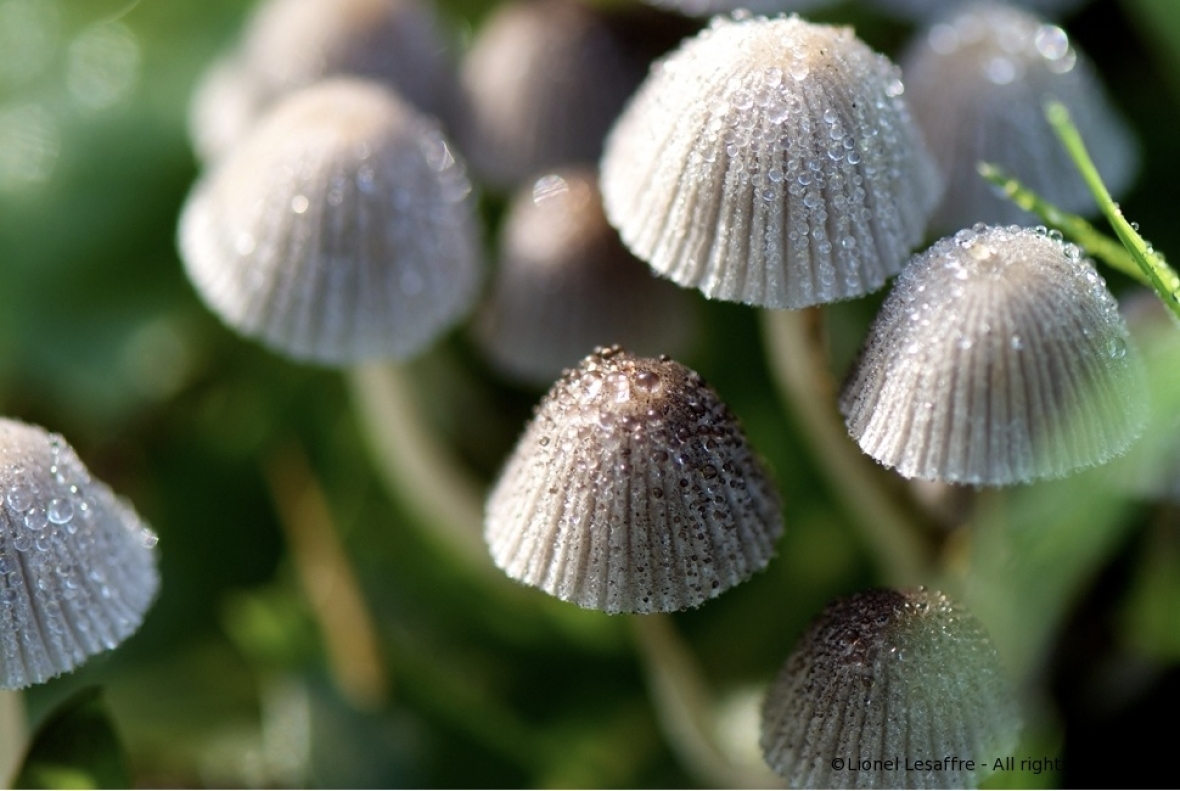 http://www.herpeton.fr/files/gimgs/th-2_24_shrooms1.jpg