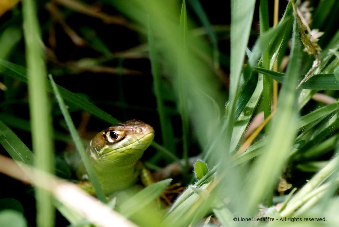 http://www.herpeton.fr/files/gimgs/th-2_19_lacerta-copie.jpg