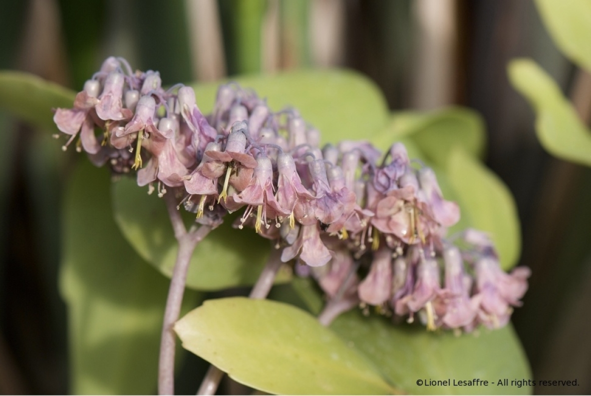 http://www.herpeton.fr/files/gimgs/th-2_21_bryophyllum.jpg